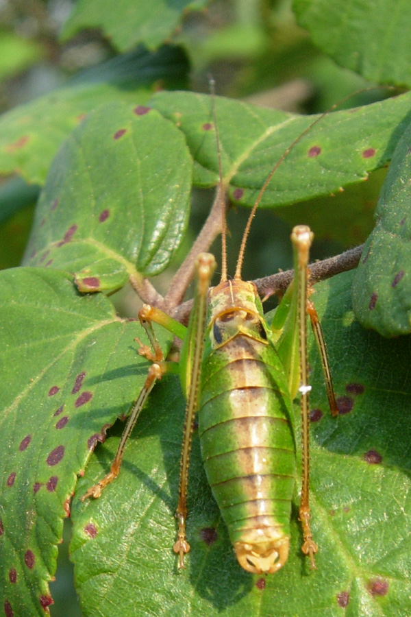 Orthoptera: sbagliando si impara